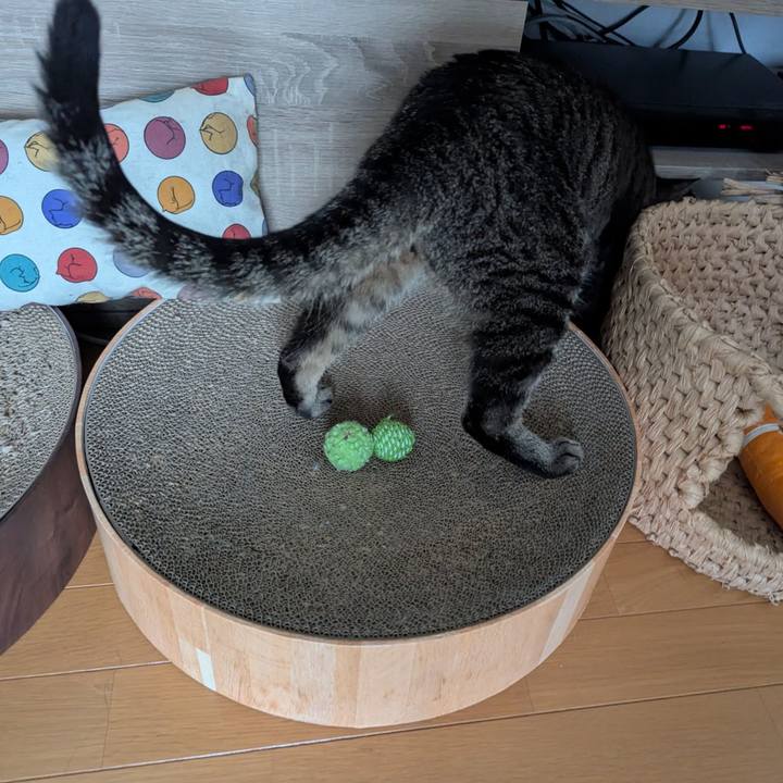 4457efce b75e 4dba b538 d88b50a043bb 1749801380077