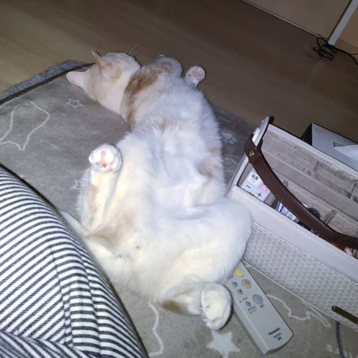 44597a4c d7f1 4ed9 aa18 fdede4c9b8bf 1684327556452