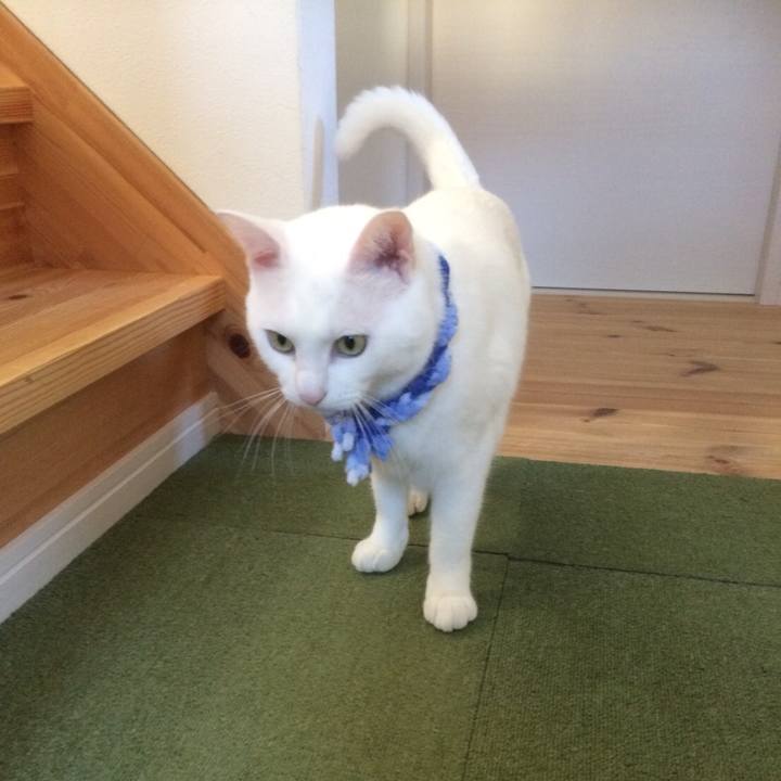 445a110c acf3 4b38 bedf a0dff858db83 1512888863360