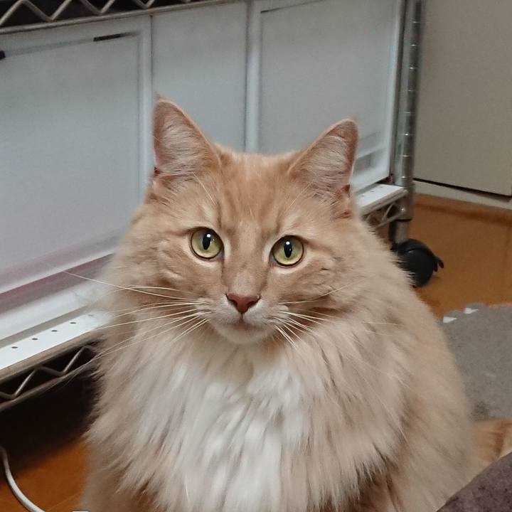 445bb29e 1574 480c 8706 8dd252fd911b 1586739610341