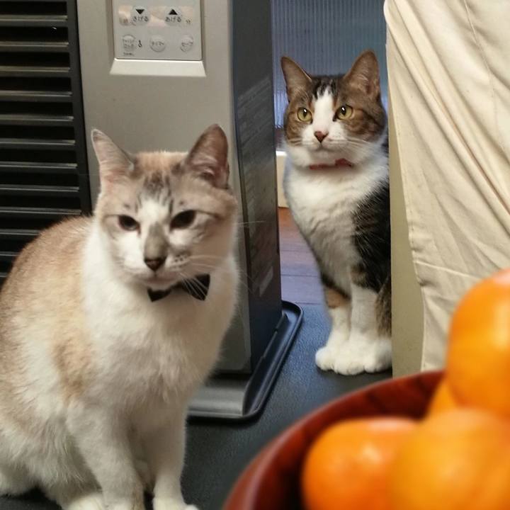 445df3c3 f1fa 441c affe 0b4948c0f897 1513994613785