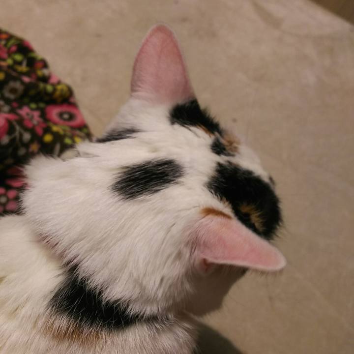 445e07b2 852c 4a86 9fd3 13328ff38bd6 1544347437134