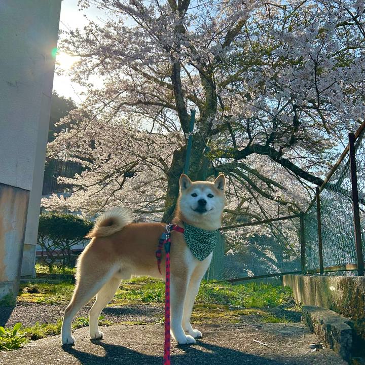 445ec01f dc0a 4f0e b1a9 672186d33042 1744805320523