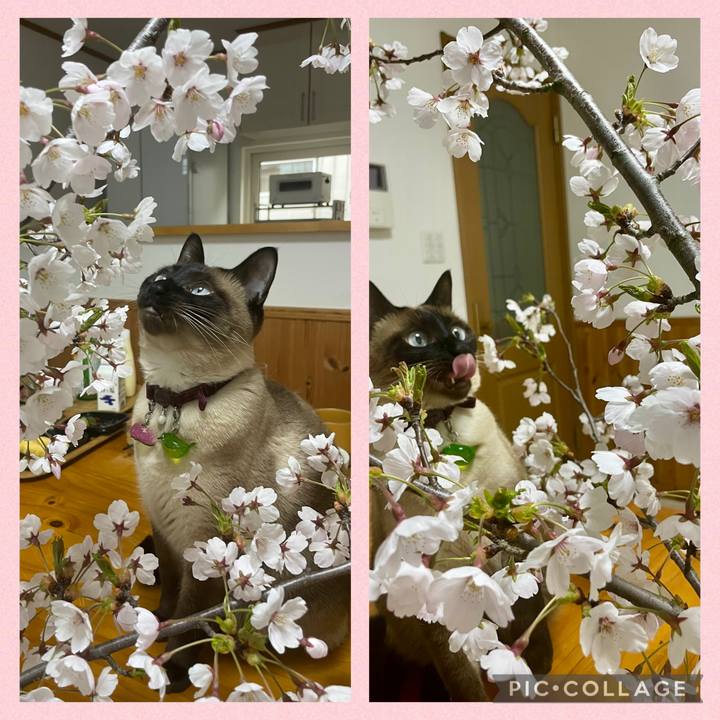 445ee6c0 ed68 4505 b6fe c7d39a8c648e 1745908298906