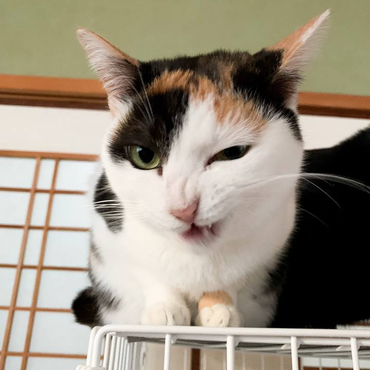 4460427a b983 4088 ac15 09e0ea5f00cb 1546480940617