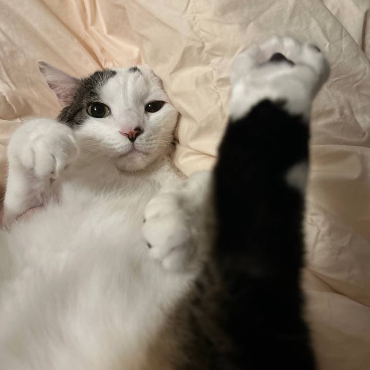 4463439c 896b 413b ab3f 0fab34d570ff 1765848113786