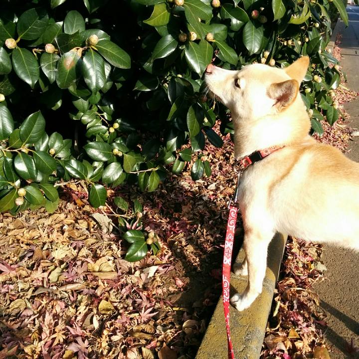 4464757c 49c7 4596 9339 f73479b0ecfa 1513341206697