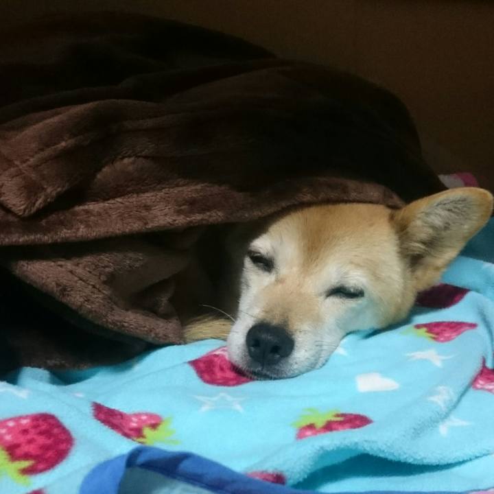 4464c373 9a17 4126 b2af 45e823d381f3 1511094440583