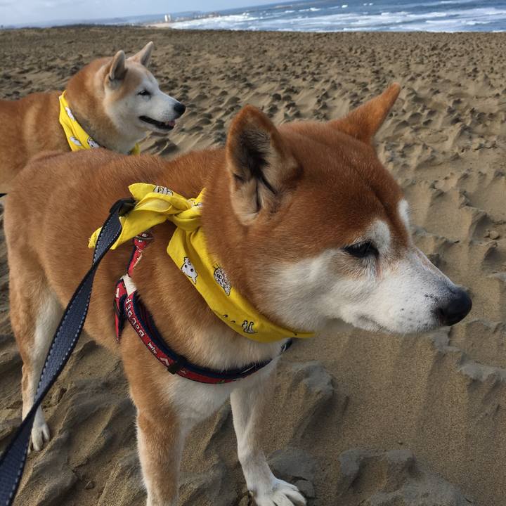 4467ccd6 d511 4cf3 86b0 a9a87cd1e6ed 1514606402738