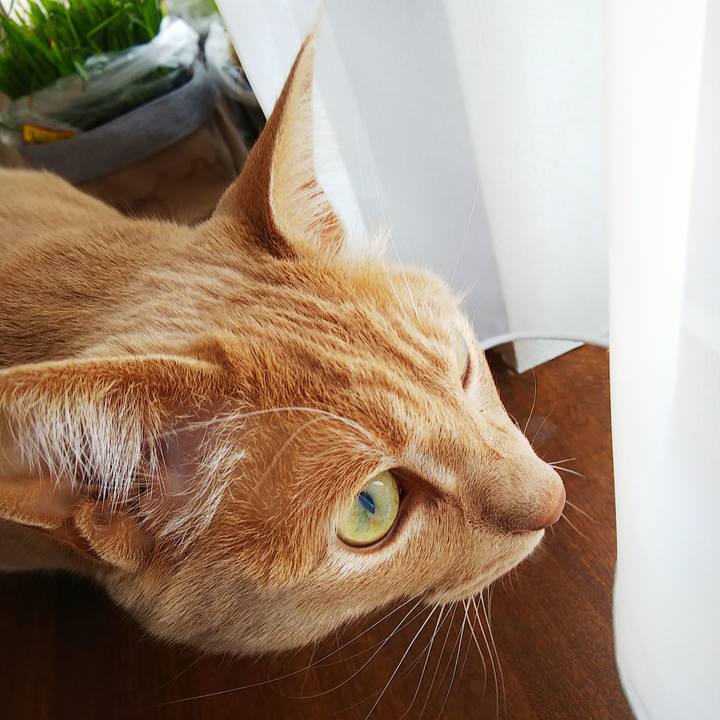 4468935b dc19 4144 820a 44870a64c447 1588409888467