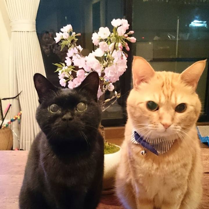 446a3d57 e3bf 4a06 8913 c5e52268d442 1522290917472