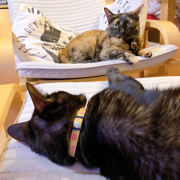 446bb710 09f4 4e5d 8a0d 582935f346da 1564496440640