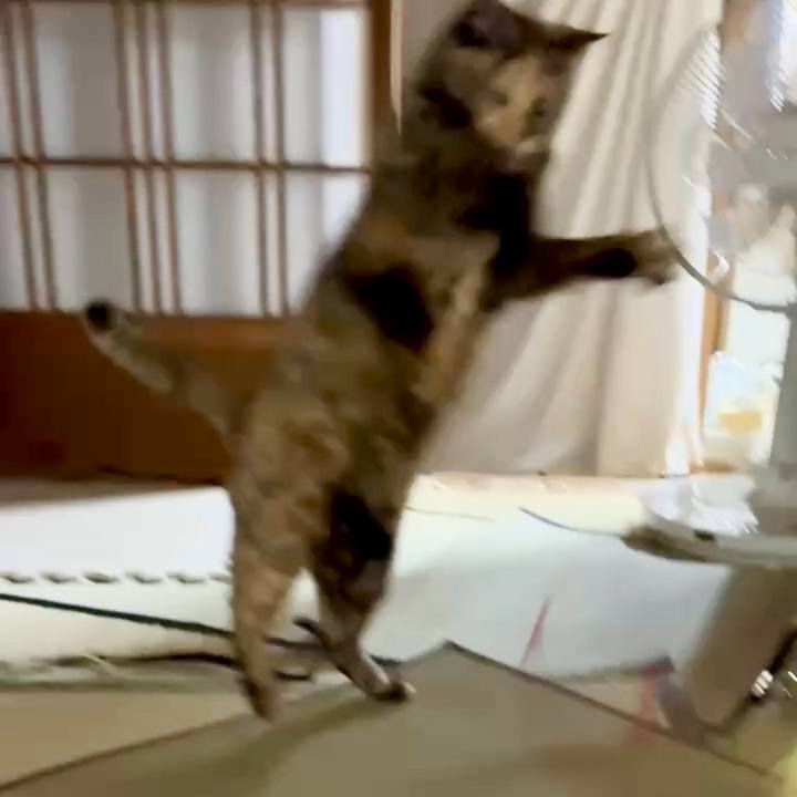 446bc04f c290 4425 a962 946c66022c8d 1762202742163