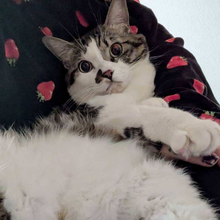 446cb19e 119a 4fa1 805a 302a8a90d0ac 1733786638145