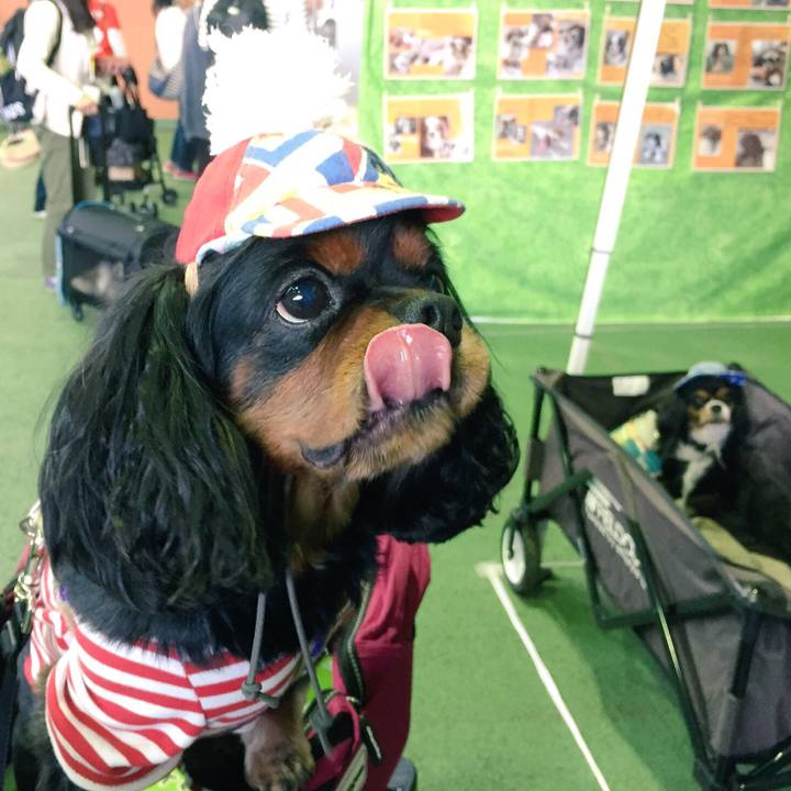 446e110a 2b34 49b4 8018 dfe9fcdc0ae6 1511016480220