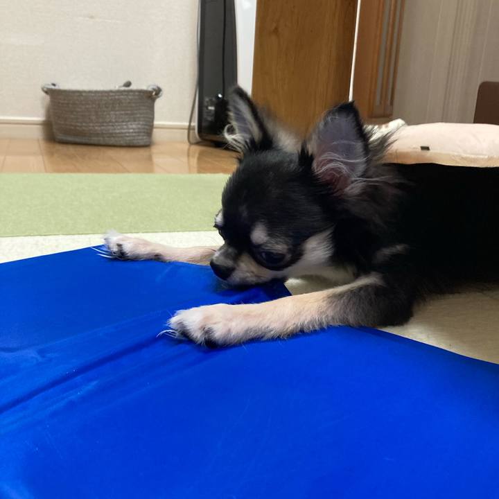 446e94cd 68ad 4dd6 a5b9 867a8738bf91 1598115819470