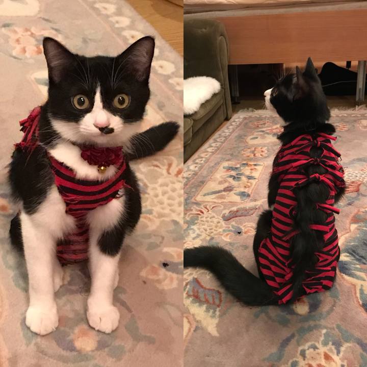 447024d8 bfff 4c78 91b4 89f8e91d12ad 1507856407921