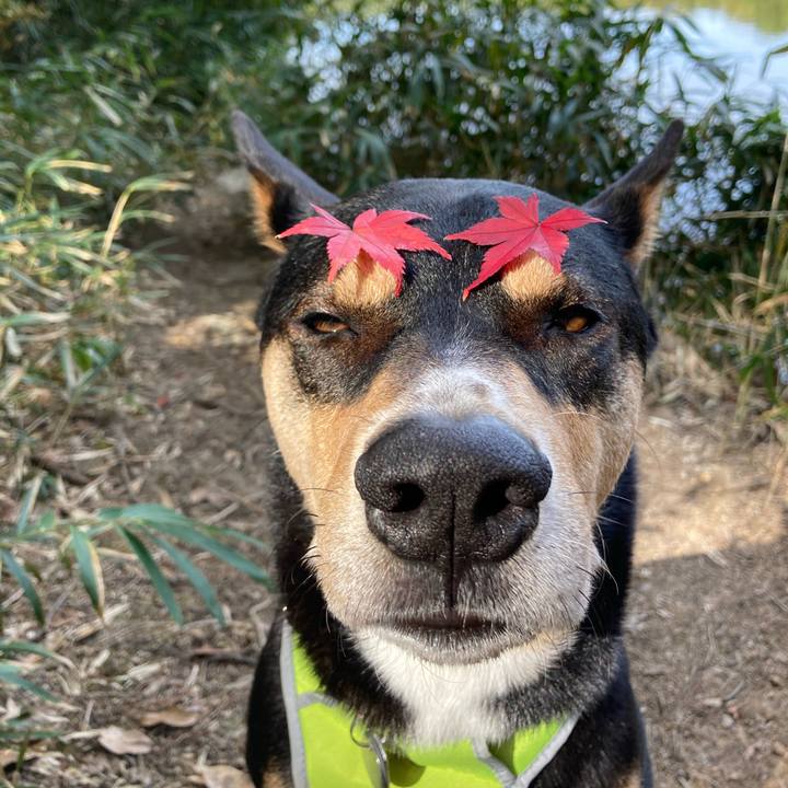 447056a4 8d35 4dd9 8973 1f051bb7abe3 1636236432689