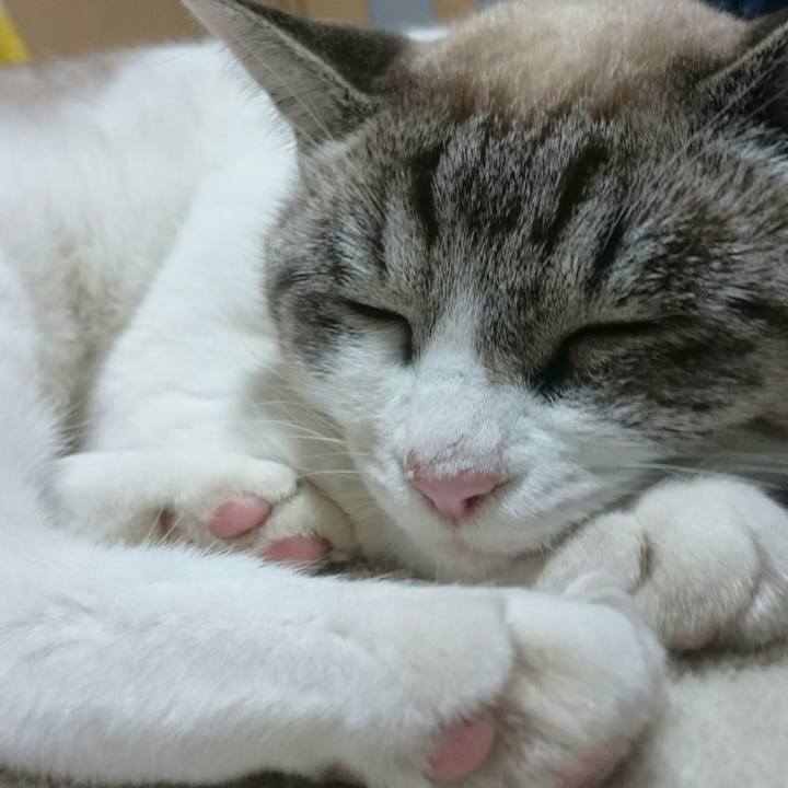 4471dec7 95d2 4bb5 9d24 c9096e9b7d8b 1512649139214