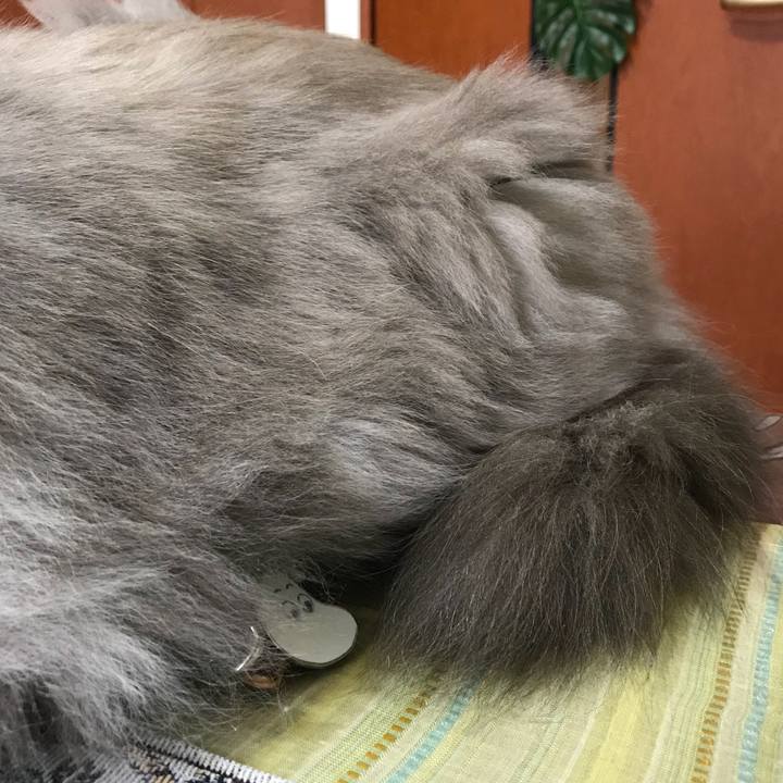 4473f1da 0391 4e4a bdff 4e5fe13c645b 1510670162103