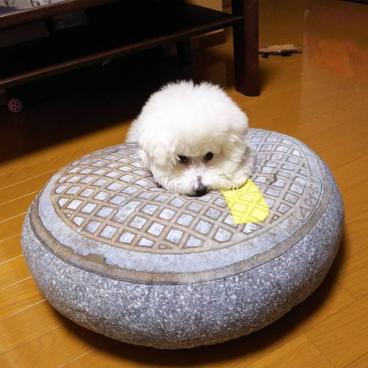 4474d4ca 9b08 4d3f 87c6 c7032a6aef94 1508411557334