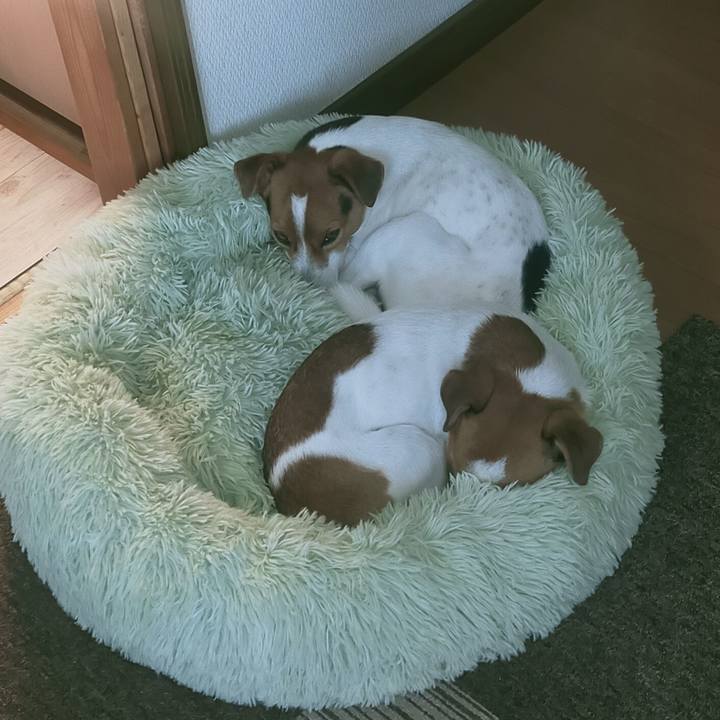 44752f22 e898 4f59 97fe 6cb6339401fc 1767941949023