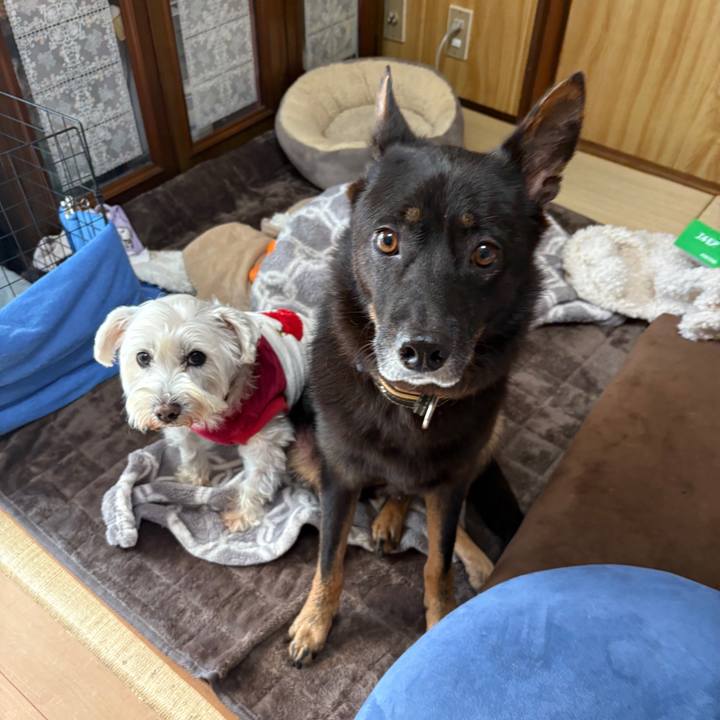 4475da5a c547 402e aa3a dc8b6dbfb6d0 1767064446540