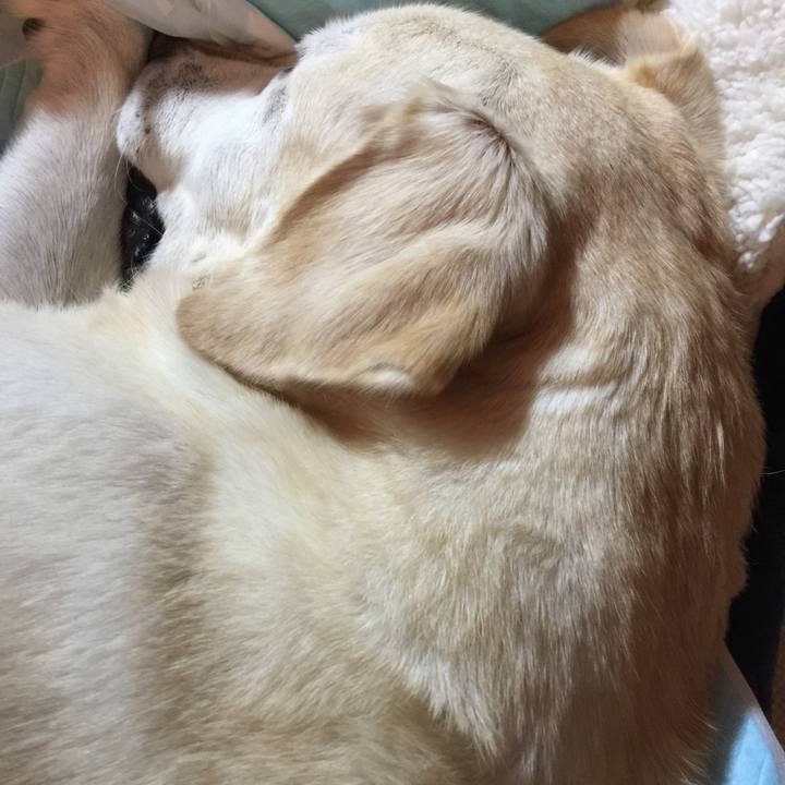 4478d6e6 cd52 44d5 9679 0b465ba990b6 1545856637936