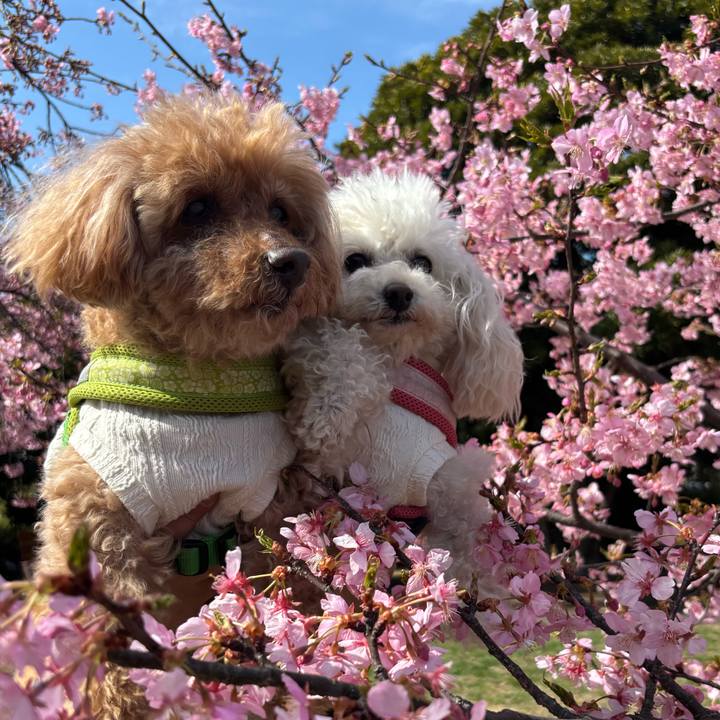 447a722e 9f8a 4565 b1be 678e62f6a21d 1772670936951