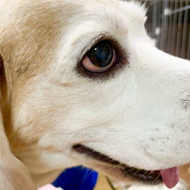 447ae4ee a30a 438a 93dc 1d4c68a0c717 1651895707475