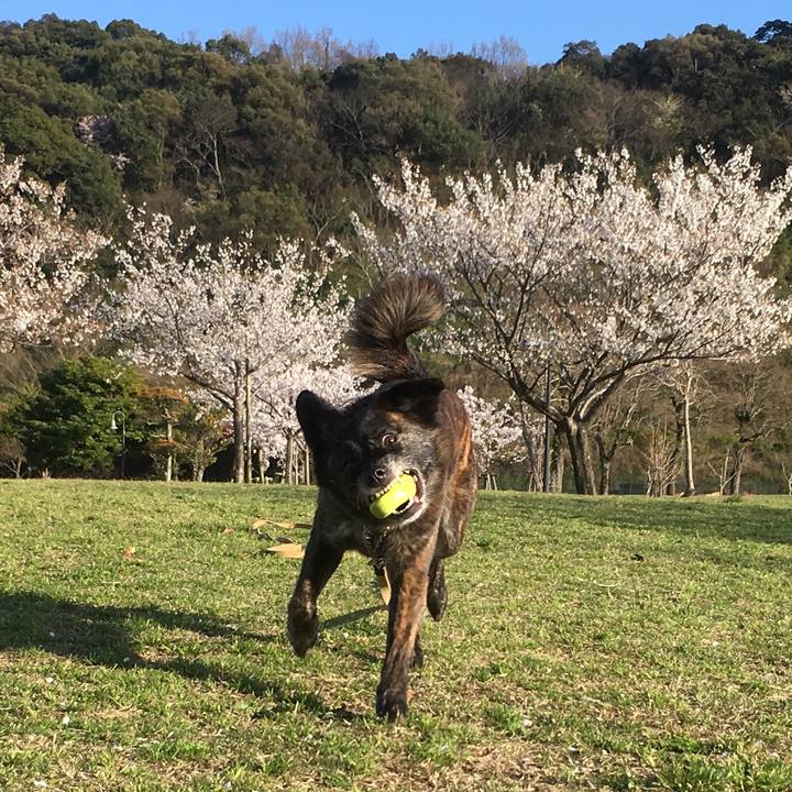 447c0b35 4e25 45d5 b5c7 cab811eaa596 1526342420217