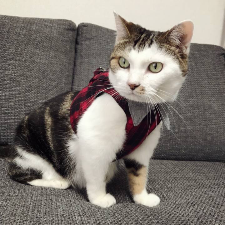 447eaaea 1404 4b79 91e6 6b5df4a4ee7f 1597548819355