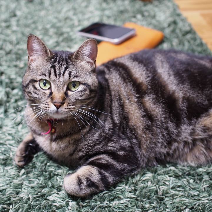 447eb10e a4fc 4f3e b067 5f1042448832 1590924492586