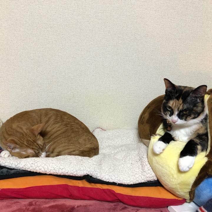 44808767 939c 4994 a5a4 0571c3709b8d 1576831354406