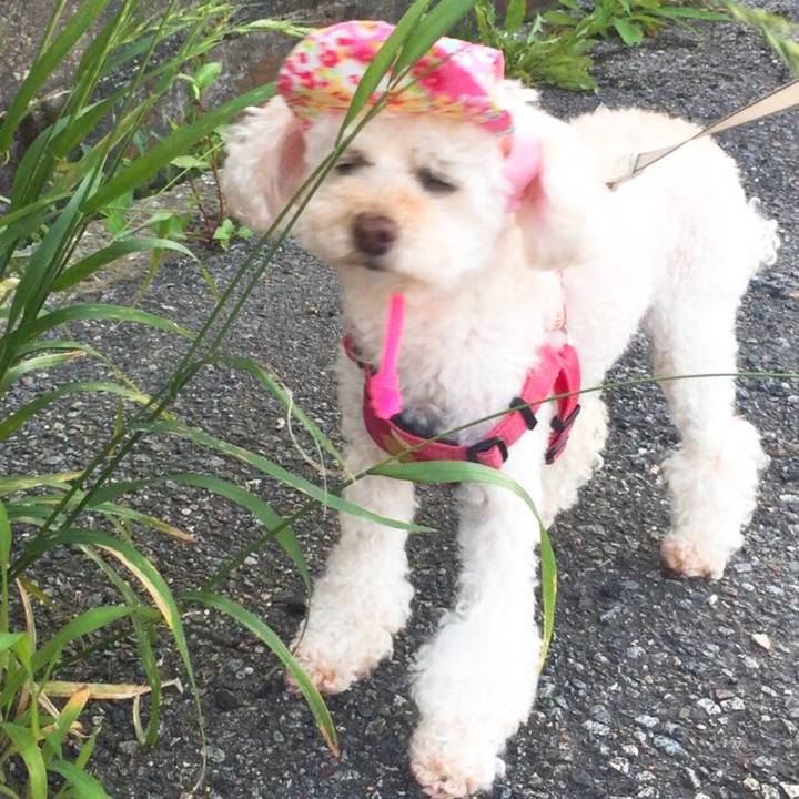 44830702 40a0 418d 9f88 0d9f8fe8d61a 1530092454332