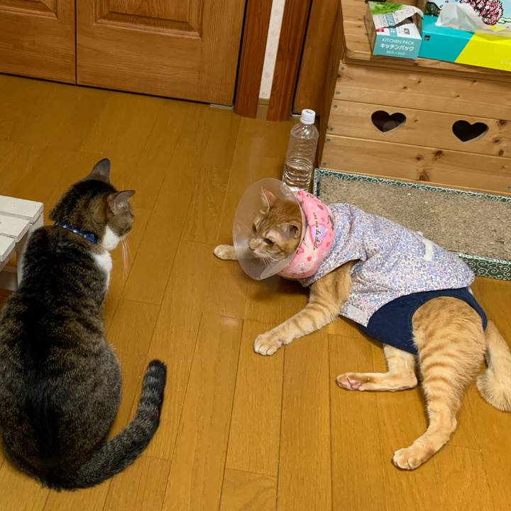 44852c96 0316 4d70 88b2 e6c30739ca55 1622639576194