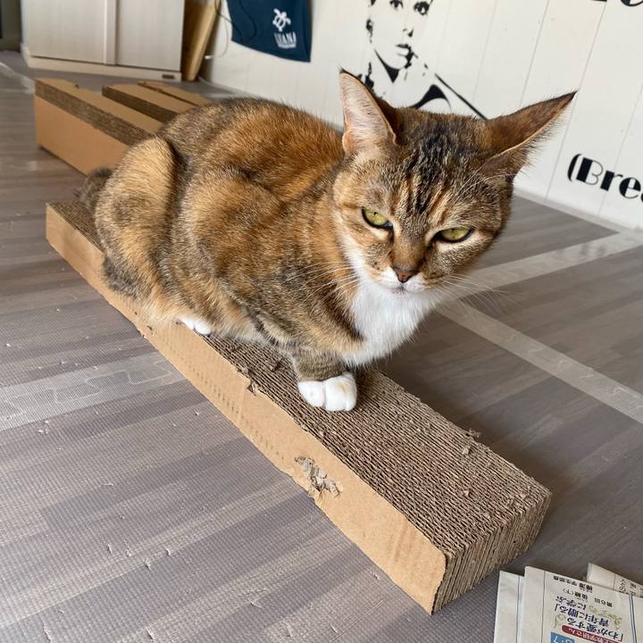 44855231 5722 4005 84d3 ad2b98159c4d 1611971586911