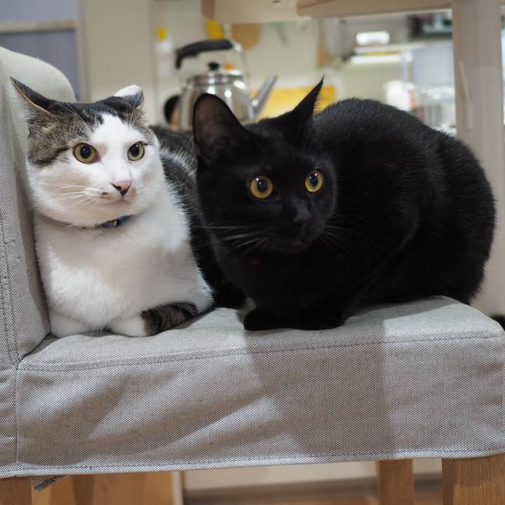 448af1a8 faee 49ac b301 ed805c918ac7 1540251665041