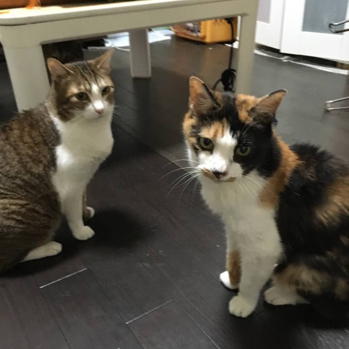 448be623 cacf 4cd7 8a1e 246a1ecaacb4 1561416300802