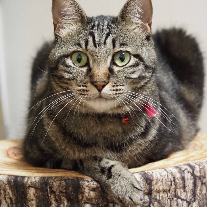 448d551c 1955 4dfa 8b7a 994f8f643e36 1596538566177