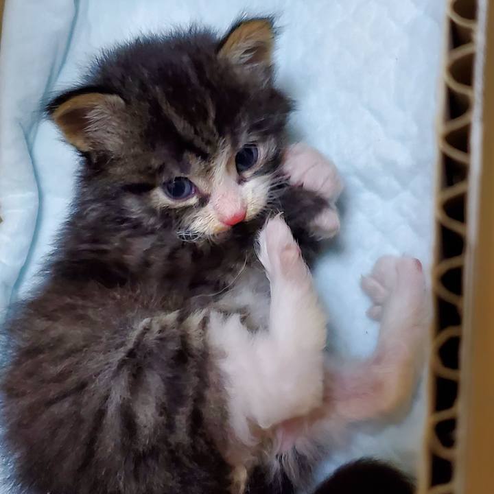 448dfea7 4bd5 424d 810c da933b4a3db7 1623464088742