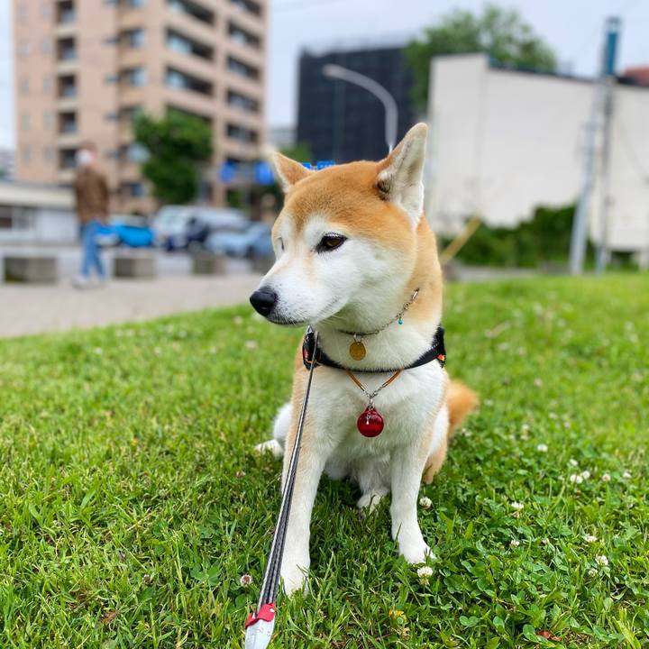 448f7b03 f4c5 4f5c afb0 6e6ca03946da 1623629519440