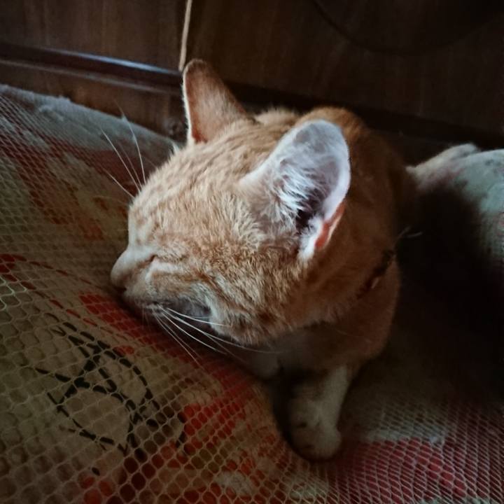 4492a492 64e7 4946 8b73 72e274cae650 1561752270941