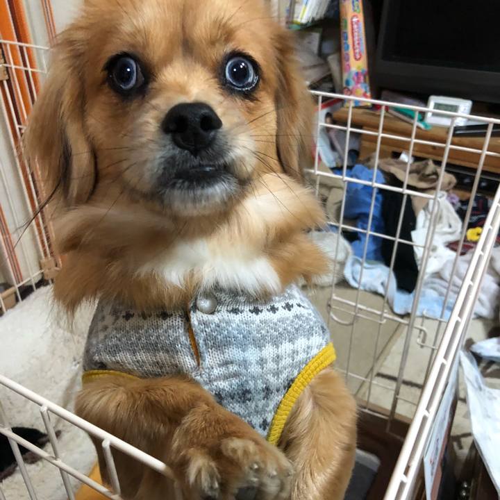 449411da c425 485c 910c b8ddf0883e4d 1513546534769