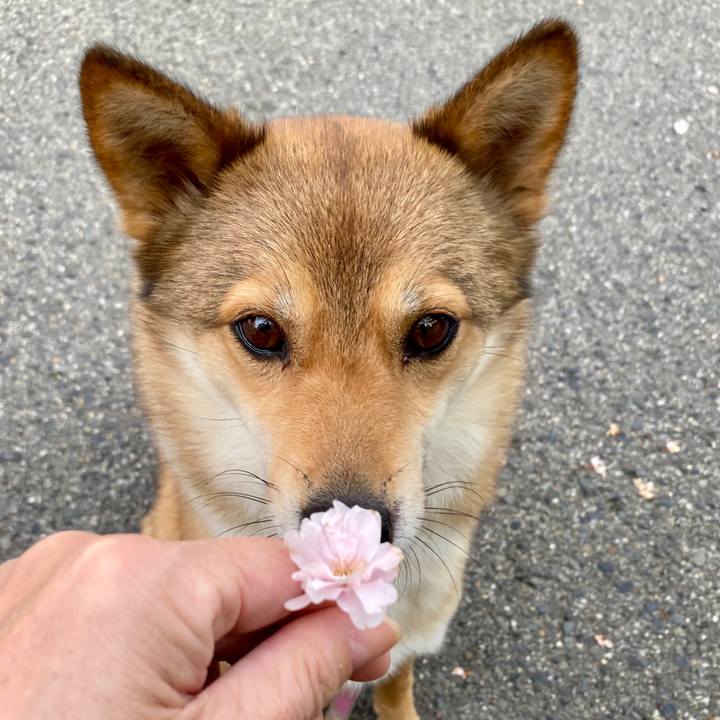 44945fbd 59d4 483a 8be2 0ae808c2c912 1587425373413