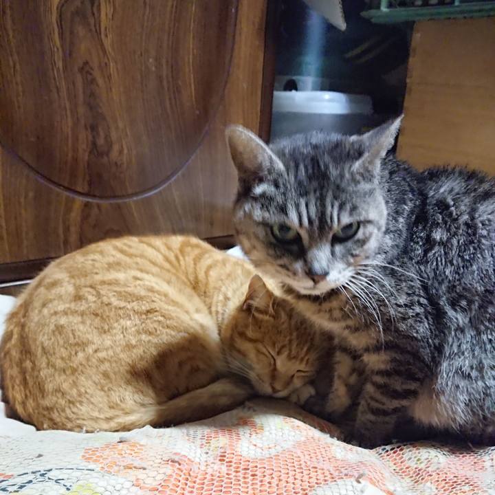 44949cea 225f 4e4c 9f0e e57aa26139c8 1584189068637