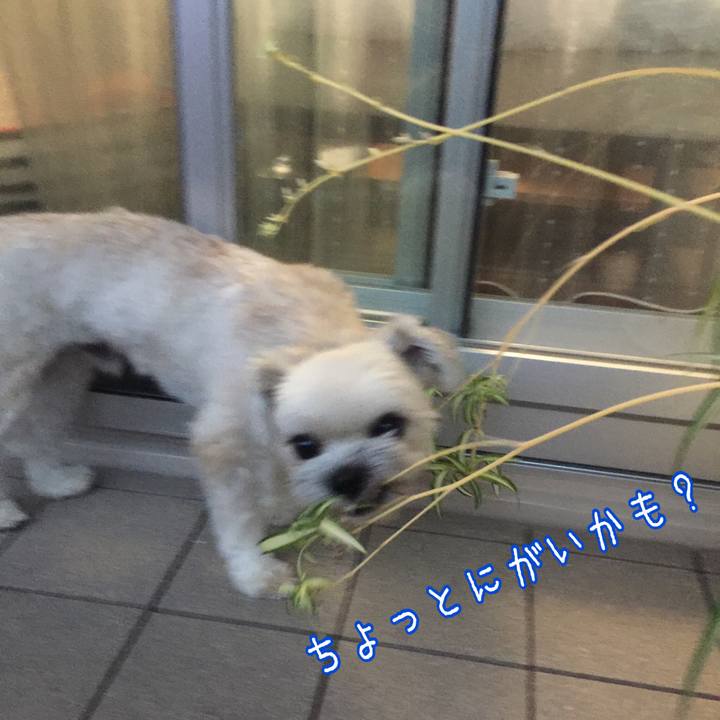 4497493a b40f 4e08 800f 31ea14f920a5 1527503333130