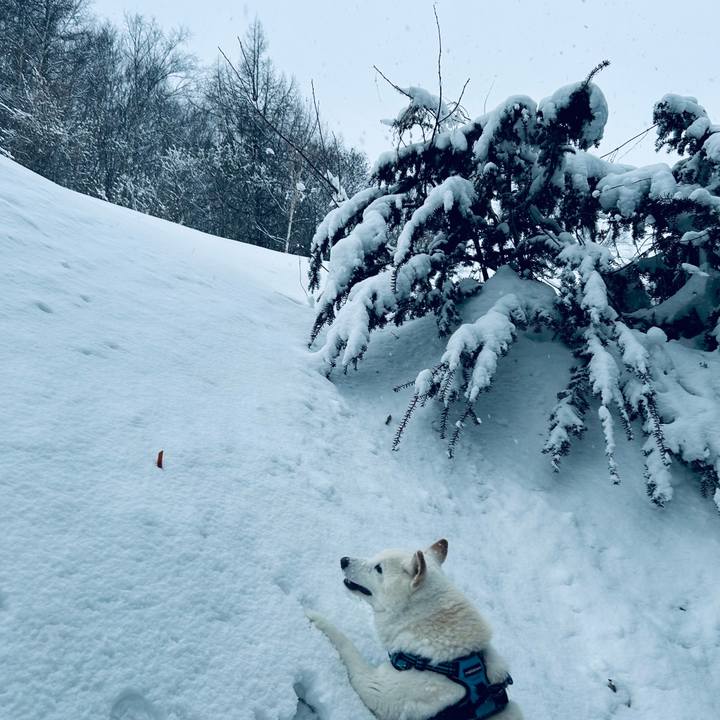 44988a10 5932 47e1 817d e496629b12df 1739487764285