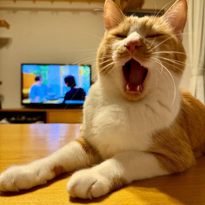 449a88e9 4918 4261 9769 965dfd58f1db 1761481813637