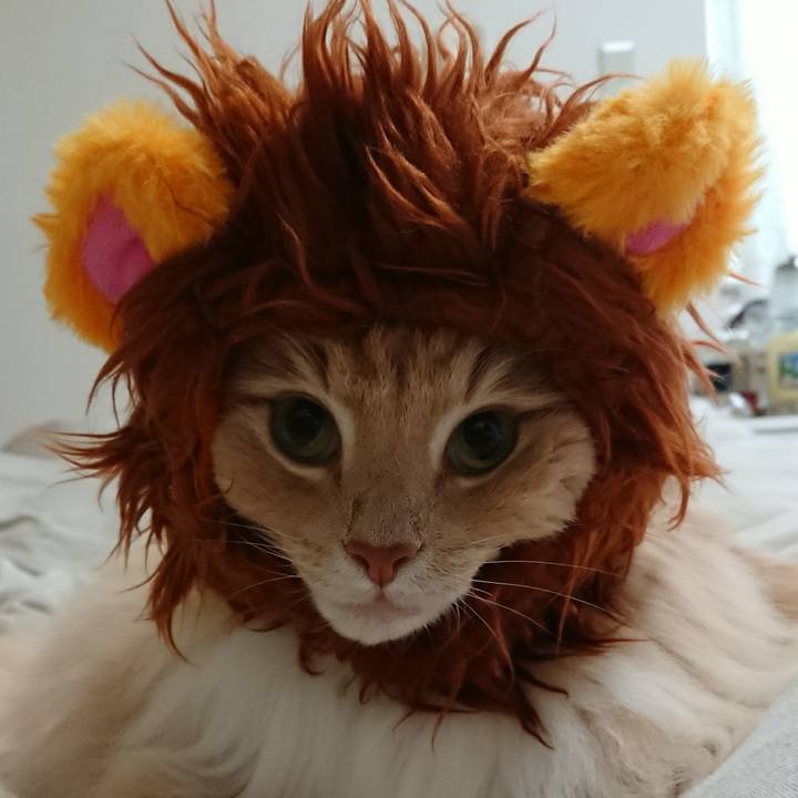 449c0a2a 5069 4345 aaa0 0c1184712c0a 1550797786170